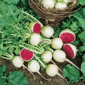 Unusual in appearance and pleasant in taste: the benefits and cultivation of watermelon radish