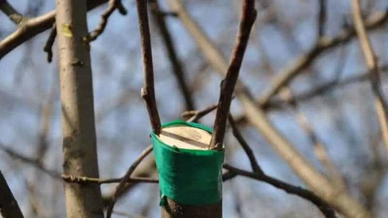 Beginner’s step-by-step guide: how to graft an apple tree in spring