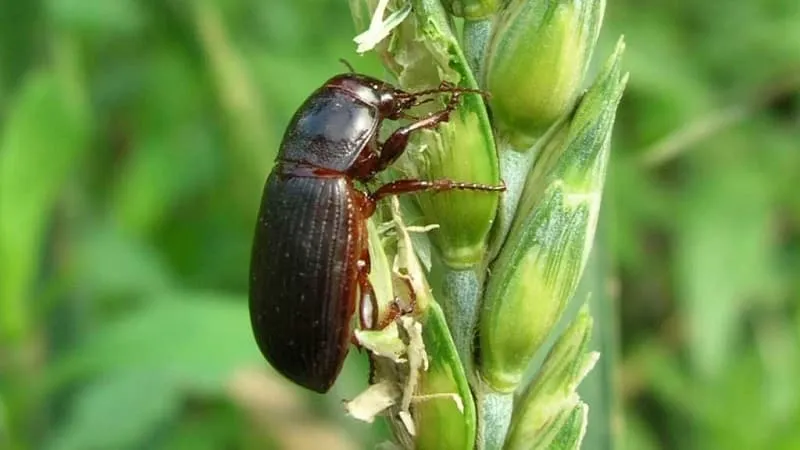 Ground Beetle