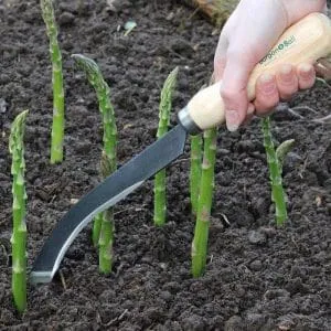 When and how to properly transplant asparagus in autumn