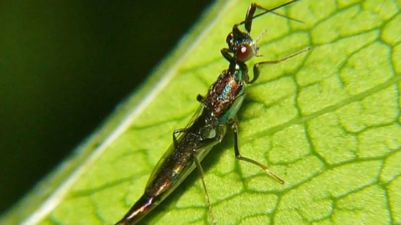 Thrips on peppers