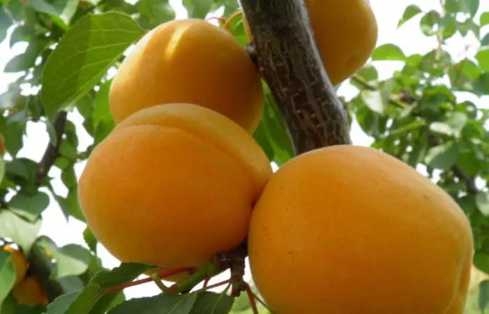 Variety of apricot cultivars for different climates