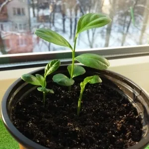How to grow a lemon tree from a seed at home: planting, care, nuances, and mistakes