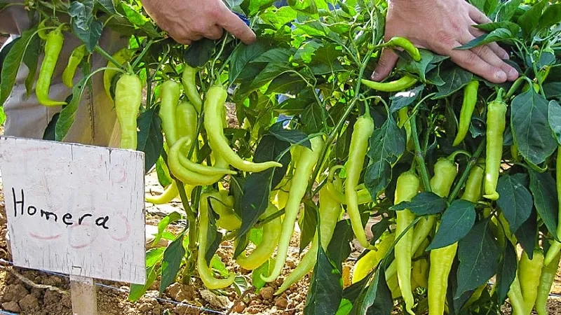 Selection of the best hot pepper varieties and tips for choosing them