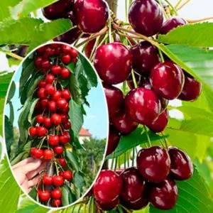 Large-fruited, low-maintenance columnar sweet cherry variety "Sylvia"