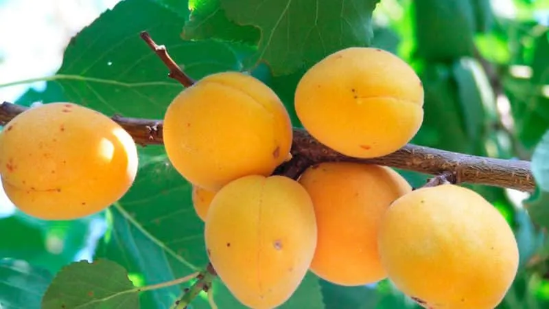 Variety of apricot cultivars for different climates