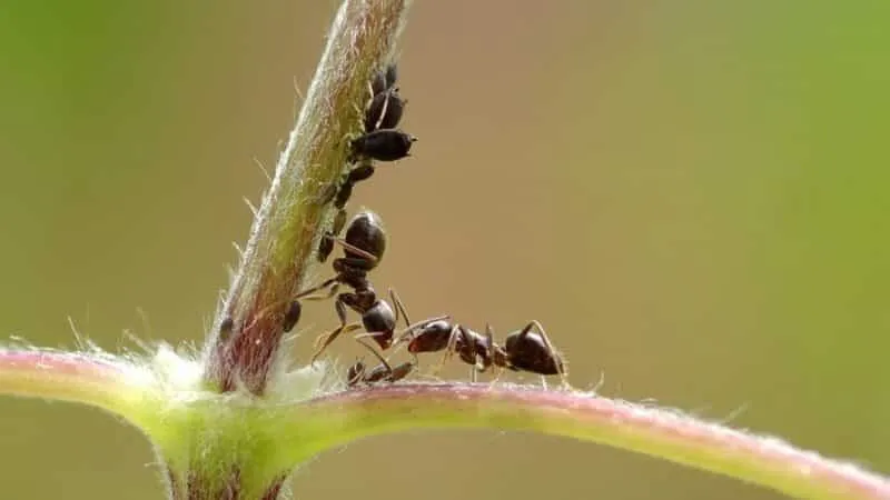 Ants on pepper plants