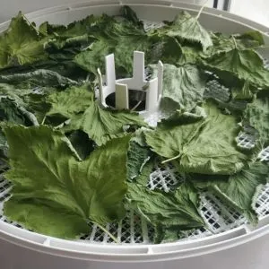 Preserving berries the right way: how to dry blackcurrants in an electric dehydrator