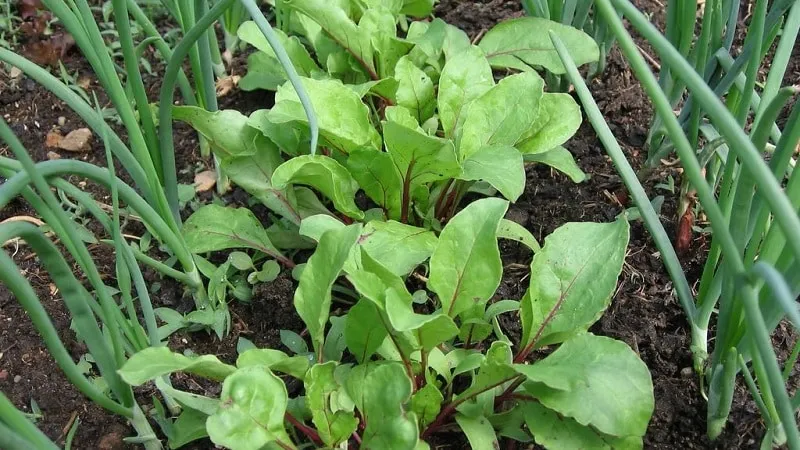What to plant after beetroot next year: avoiding crop rotation mistakes to protect your harvest