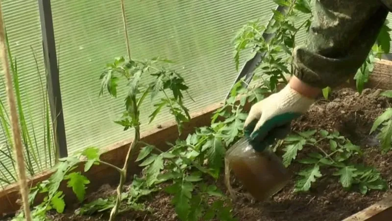 Rules for feeding tomatoes in a greenhouse: which fertilizers and when to use for a rich harvest