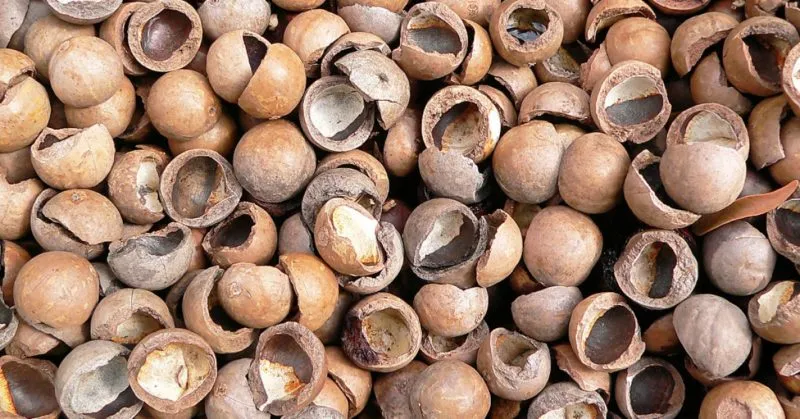 Macadamia nut shells - benefits and uses