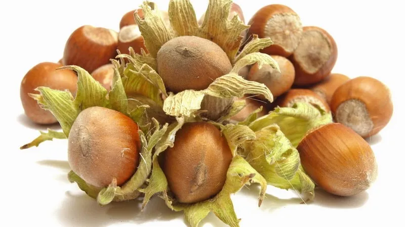 Hazelnuts - Benefits and Risks for Women