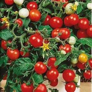 Bright clusters on the bushes - miniature Pinocchio tomatoes: growing in the garden and at home on the balcony