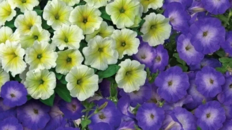 Description, varieties, and cultivation of Gioconda petunia