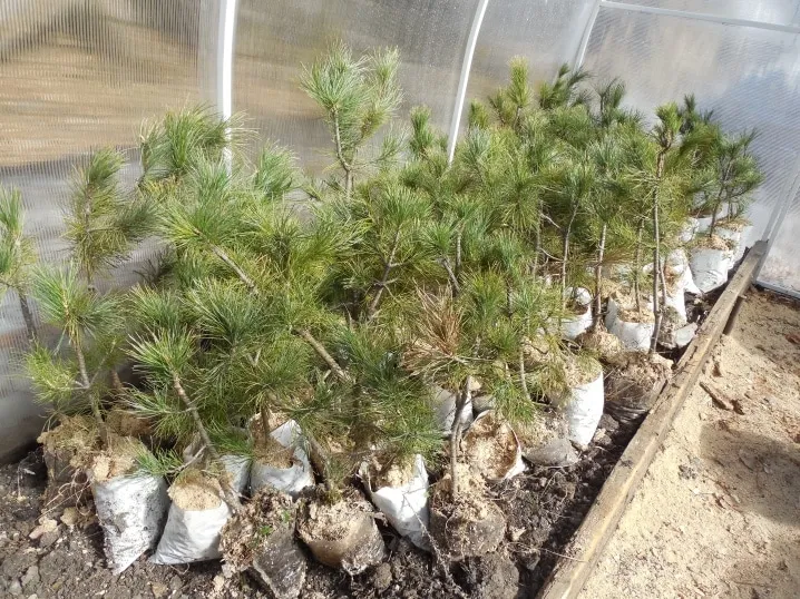 How to germinate pine nuts at home