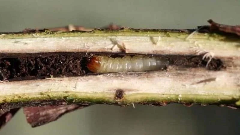 Currant clearwing moth larva