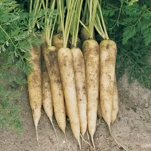 Varieties of white carrots and their health benefits