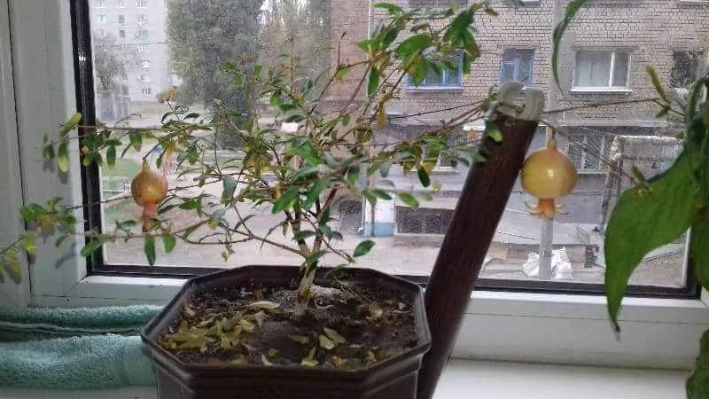 How to grow a pomegranate at home: care tips