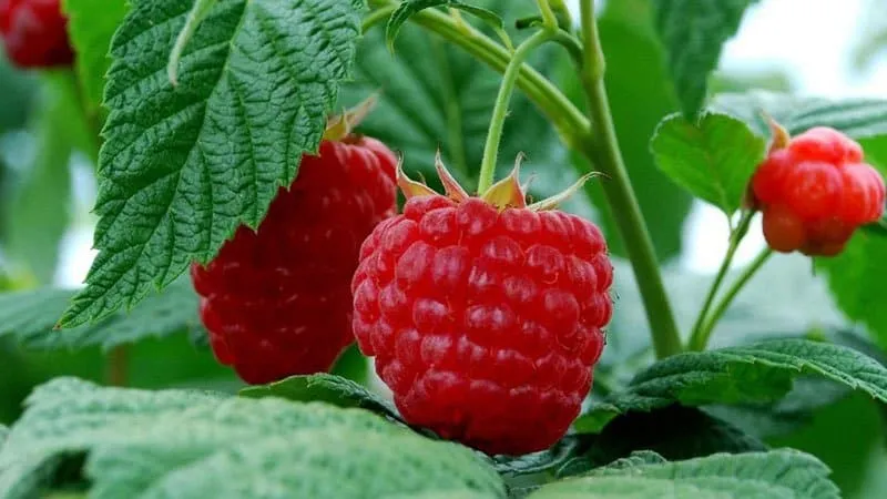 Characteristics and description of the best raspberry varieties
