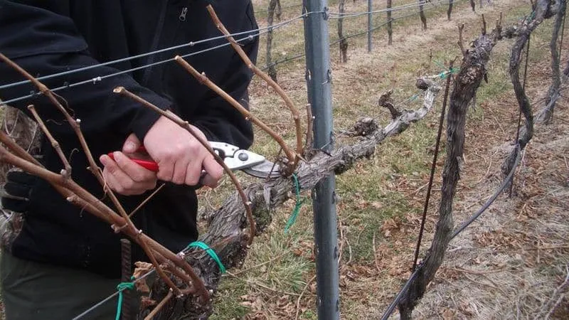 The famous low-calorie grape variety 'Tempranillo'