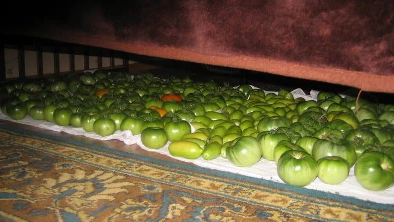 How to store tomatoes to make them turn red: speeding up ripening and keeping them fresh longer