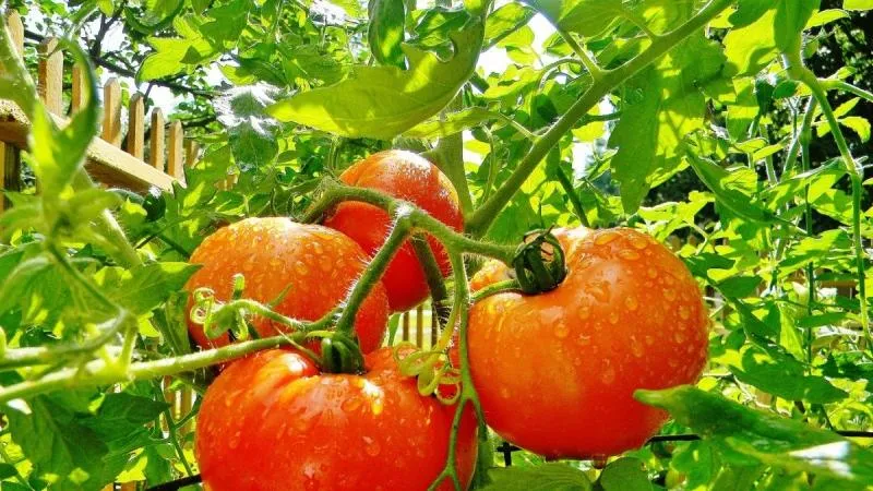 Most productive short-stem tomato varieties