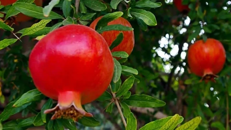 How pomegranates grow: where they are cultivated and when they ripen
