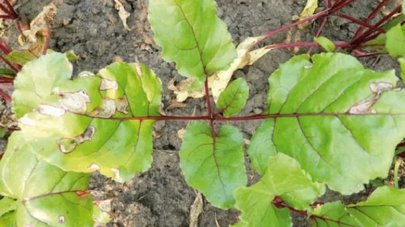 What to do when beet leaves turn yellow and the plant stops growing