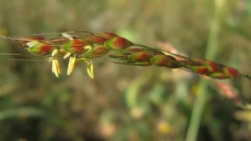 What is Sudan grass, how it's grown, and its applications