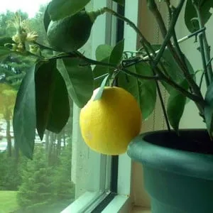 How to grow a lemon tree from a seed at home: planting, care, nuances, and mistakes