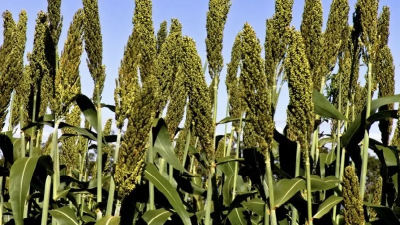 What is Sudan grass, how it's grown, and its applications