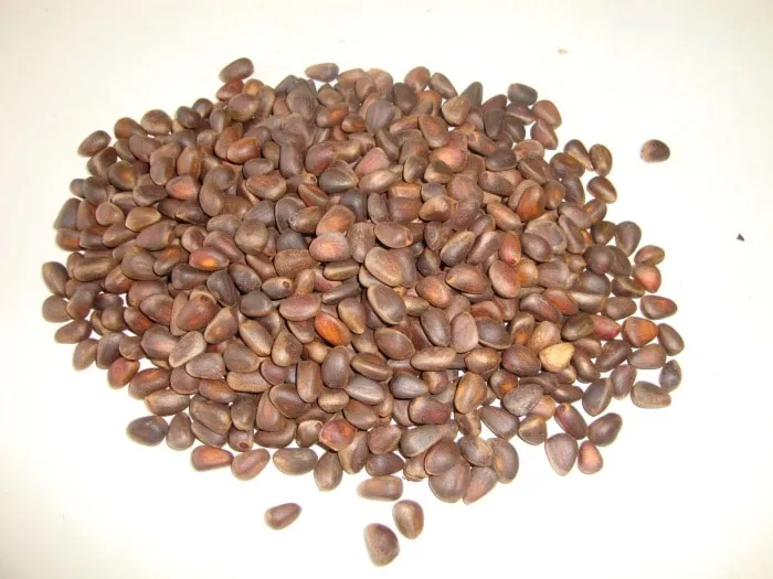 How to germinate pine nuts at home