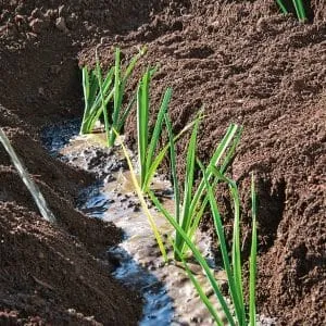 Growing leeks in open ground and caring for them from planting to harvest