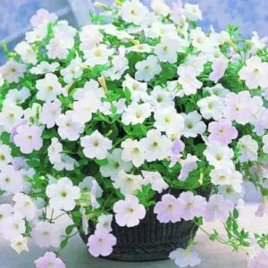 Description, varieties, and cultivation of Gioconda petunia