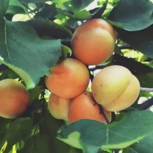 How to plant an apricot from a pit at home