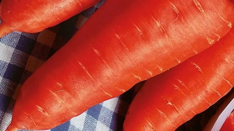 Low-maintenance mid-early hybrid carrot Red Cor