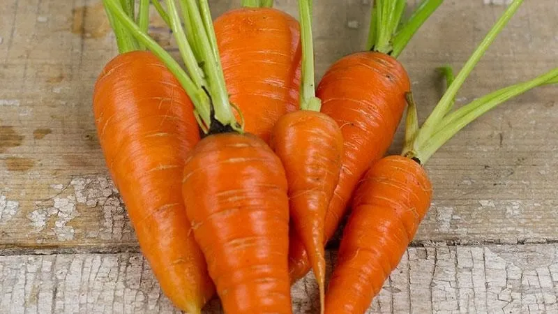 Low-maintenance mid-early hybrid carrot Red Cor
