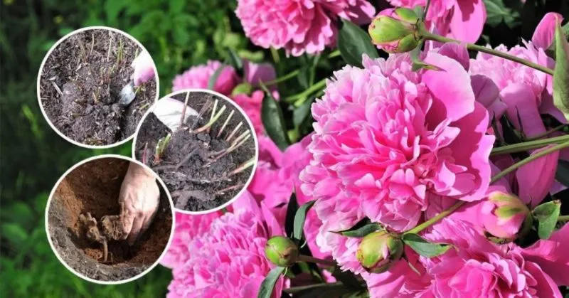 Transplanting peonies in August