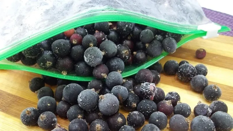 How and when to harvest blackcurrants correctly