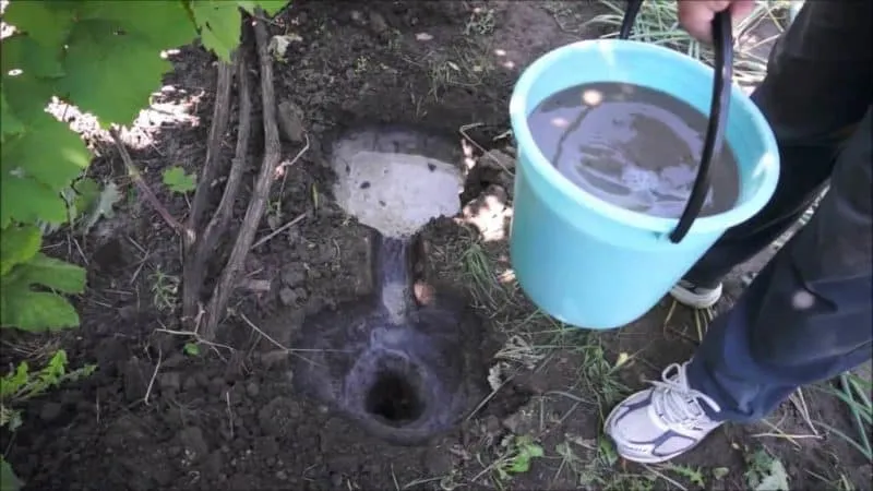 Essential summer grape feeding and application rules