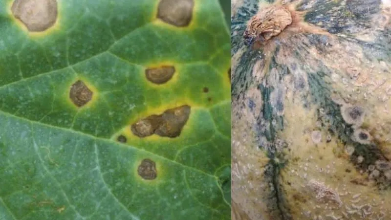 Common watermelon diseases, treatment, and preventive measures