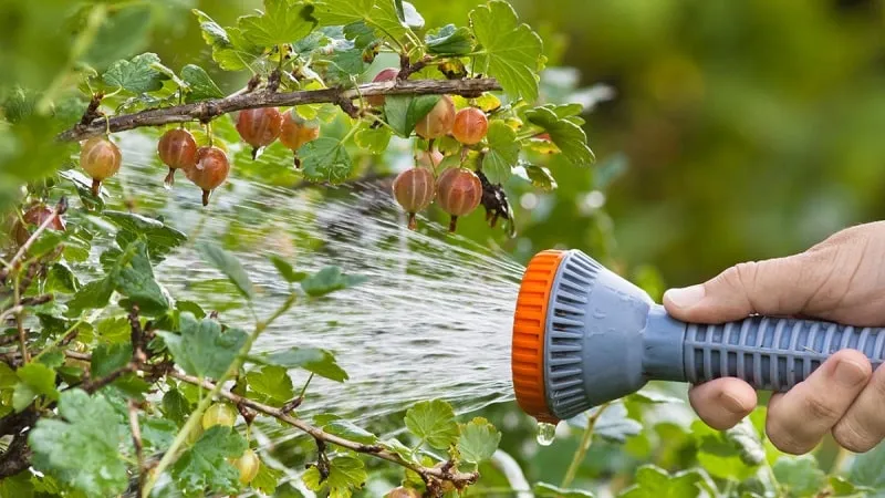 Why gooseberries fail to fruit and how to fix it