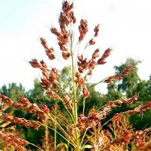 What is Sudan grass, how it's grown, and its applications