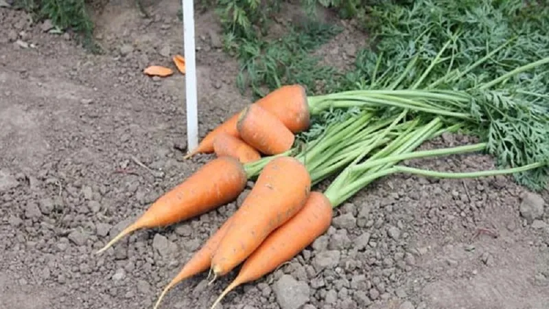 Low-maintenance mid-early hybrid carrot Red Cor