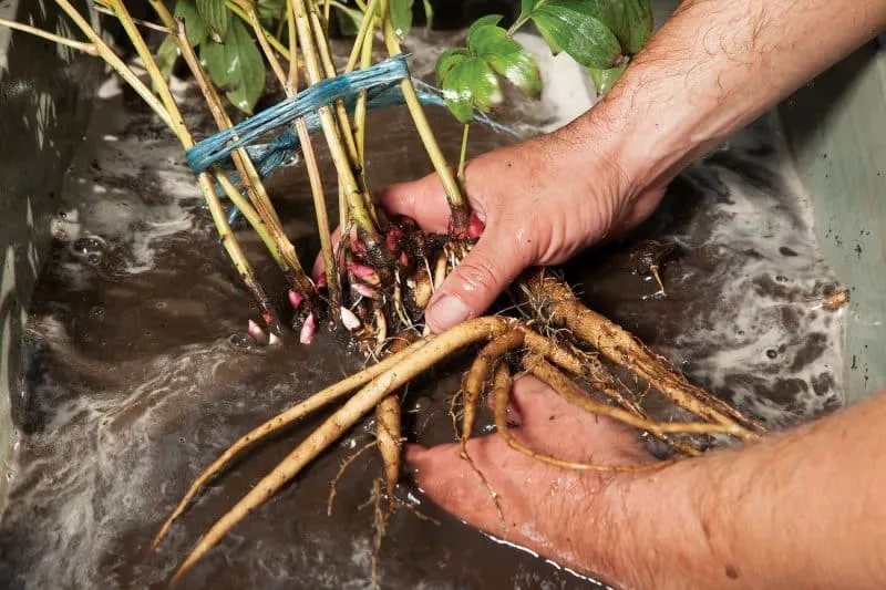 Dividing peonies