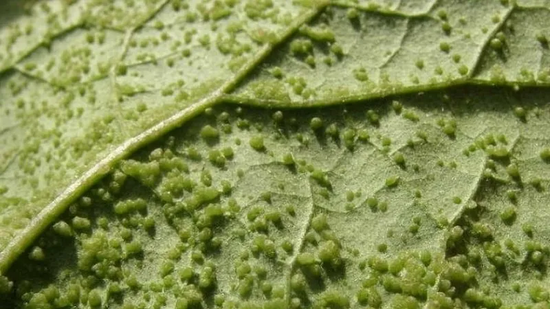 Aphids on pepper plants