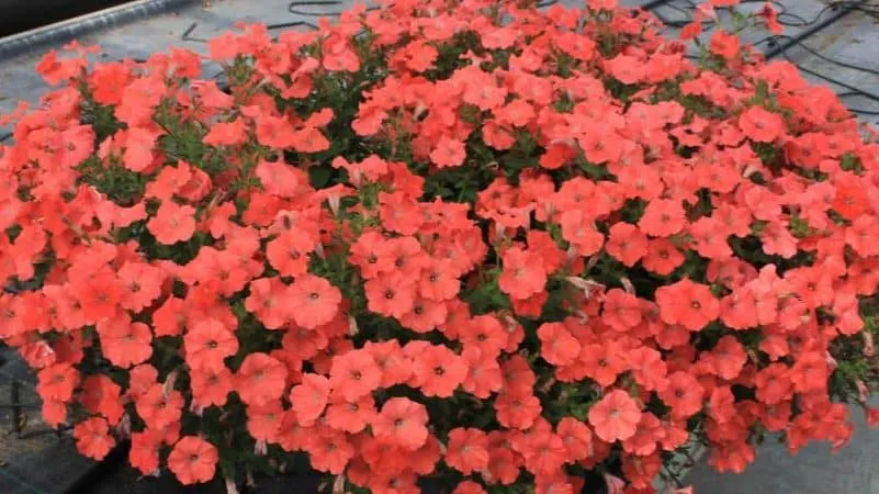 Description, varieties, and cultivation of Gioconda petunia
