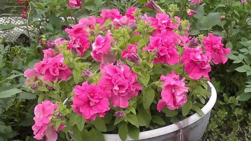 Description of double petunia varieties and growing tips