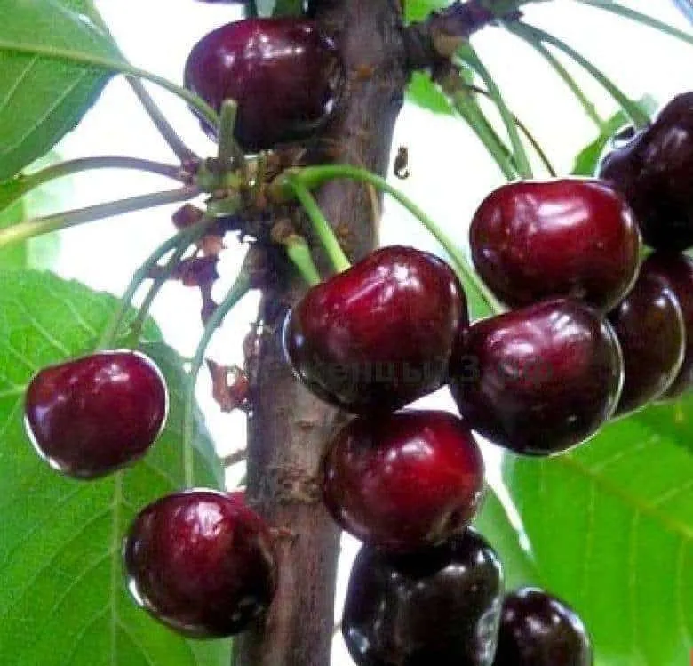 Can you plant cherries in July and how to do it correctly: instructions and tips from experienced gardeners