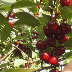 Large-fruited, low-maintenance columnar sweet cherry variety "Sylvia"
